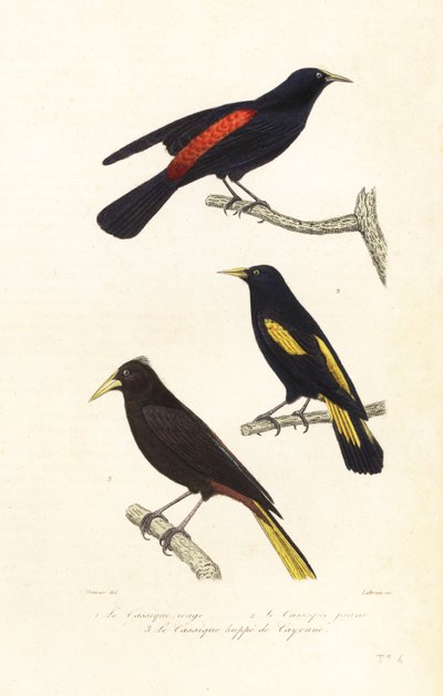 Cacique arter og creled oropendola. af Edouard (after) Travies