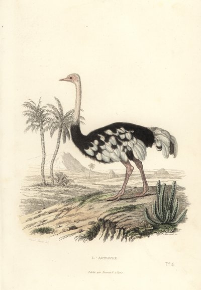 Almindelig struds, Struthio camelus. af Edouard (after) Travies