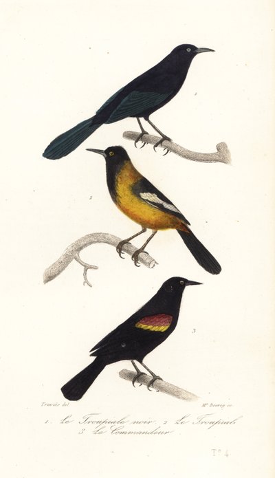 Større antilliansk grackle, Audubon