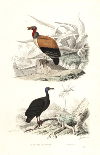 King Vulture og Tyrkiet Vulture. af Edouard (after) Travies