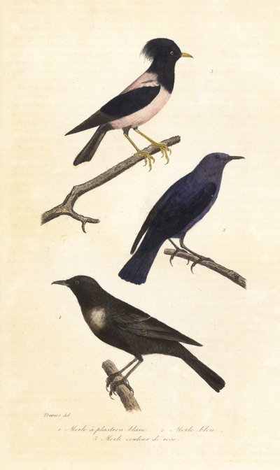 Ringouzel, blå stendrossel og rosenrød stær. af Edouard (after) Travies
