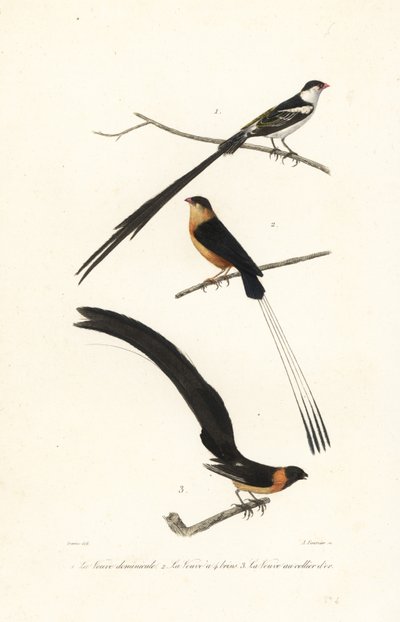 Whydah fugle. af Edouard (after) Travies