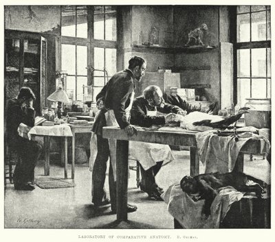 Laboratorium for sammenlignende anatomi (gravering) af Edouard Gelhay