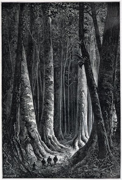 Fransk Guyana Skov, tegning af Riou, "" Le Tour du Monde", 2. sem. 1879. af Edouard Riou
