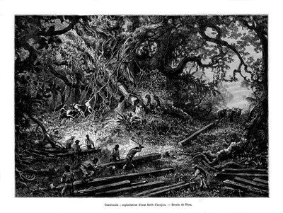 Træhugst af mahogni, Guatemala, 1800-tallet af Edouard Riou