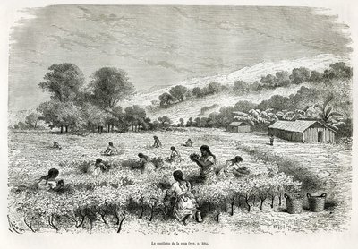 Plukning af kokabladene i Ituata-dalen, tegning af E.Riou, for at illustrere rejsen i Titicaca-regionen og dalene i det østlige Nedre Peru, i 1873 af Paul Marcoy. Indgravering i Le tour du monde af Edouard Riou
