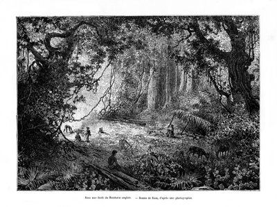 Regnskov i Britisk Honduras, 1800-tallet af Edouard Riou