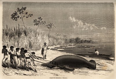 Indfangning af søkøer i Mabuiso (Peru). Tegning af Riou, for at illustrere rejsen fra Stillehavet til Atlanterhavet af Edouard Riou
