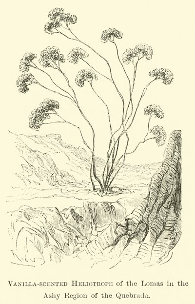 Vaniljeduftende Heliotrope af Lomas i den ashyde region i Quebrada af Edouard Riou