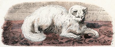 Angora kat - "Alfabet illustrerer dyr" 1800-tallet (gravering) af Edouard Travies