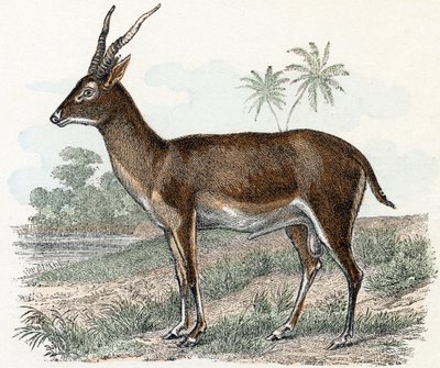 Antilope fra 