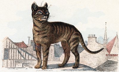 Kat fra 