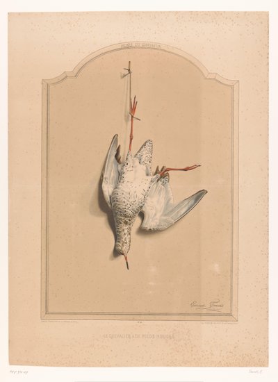 Død rødben hængende på et ben Le chevalier aux pieds rouge (titel på objekt) Jægerens museum (serietitel) Musée du chasseur (serietitel på objekt) af Edouard Travies