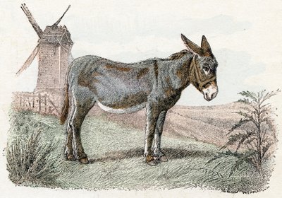 Æsel fra 