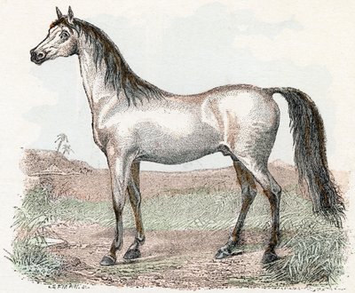 Hest- "Alfabet illustrerer dyr" 1800-tallet (gravering) af Edouard Travies