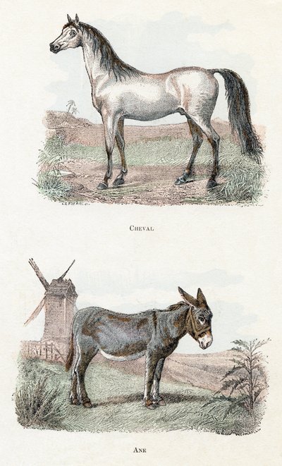 Hest og æsel - "Alfabet illustrerer dyr" 1800-tallet (gravering) af Edouard Travies