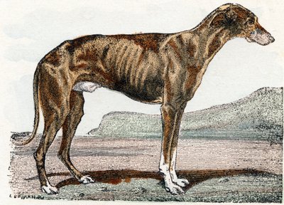 Levrier (hund)- "Alfabet illustrerer dyr" 1800-tallet (gravering) af Edouard Travies