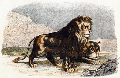 Løve og løvinde- "Alfabet illustrerer dyr" 1800-tallet (gravering) af Edouard Travies