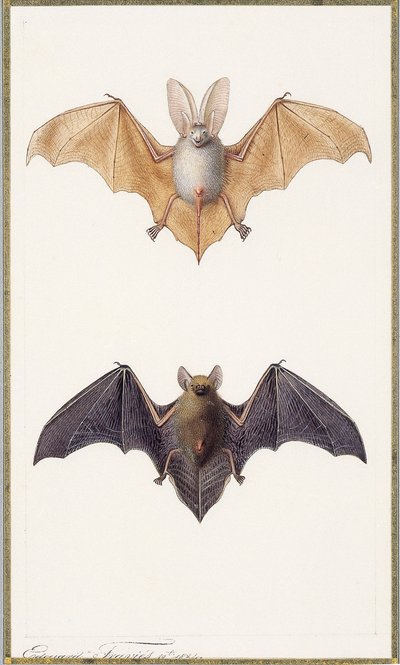 Long-eared bat and a common bat, 1834dani af Edouard Travies