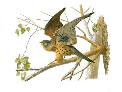 Naturhistorisk nævn: Zoologisk nævn, der repræsenterer rovfugle om natten. Karsen. Tavle tegnet fra de ni bind om fugle i "" Works complete of Buffon""" skrevet af naturforskeren Georges Louis Leclerc, greve af Buffon (1707-1788) mellem 1749 og 1. af Edouard Travies