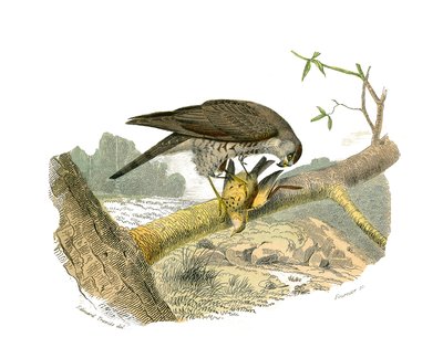 Naturhistorisk nævn: Zoologisk nævn, der repræsenterer rovfugle om natten. Høgen. Tavle tegnet fra de ni bind om fugle i "" Works complete of Buffon""" skrevet af naturforsker Georges Louis Leclerc, greve af Buffon (1707-1788) mellem 1749 og 17 af Edouard Travies