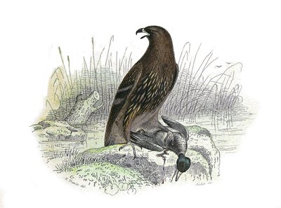 Naturhistorisk nævn: Zoologisk nævn, der repræsenterer rovfugle om natten. Den lille ørn. Plade tegnet fra de ni bind om fugle i "" Works complete of Buffon""" skrevet af naturforskeren Georges Louis Leclerc, greve af Buffon (1707-1788) mellem 174 af Edouard Travies