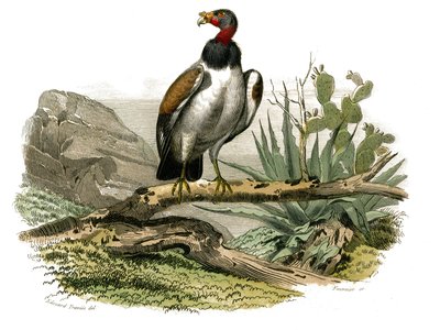 Naturhistorisk nævn: Zoologisk nævn, der repræsenterer rovfugle om natten. Den lille grib. Tavle tegnet fra de ni bind om fugle i "" Works complete of Buffon""" skrevet af naturforskeren Georges Louis Leclerc, greve af Buffon (1707-1788) mellem 1. af Edouard Travies