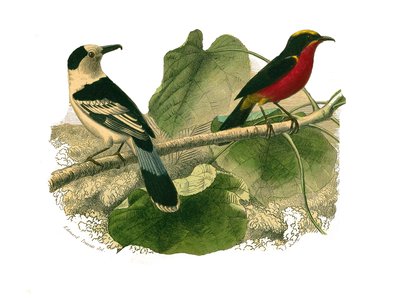 Naturhistorisk nævn: Zoologisk nævn, der repræsenterer rovfugle om natten. Vangaen og gonoleken. Tallerken tegnet fra de ni bind om fugle i "" Works complete of Buffon""" skrevet af naturforsker Georges Louis Leclerc, greve af Buffon af Edouard Travies