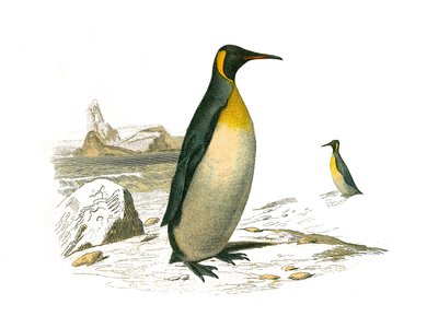 Naturhistorisk bestyrelse: Zoologisk tavle, der repræsenterer brachyptere palmer (dykkende fugle). Den store. Tavle tegnet fra de ni bind om fugle i "" Works complete of Buffon""" skrevet af naturforsker Georges Louis Leclerc, greve af Buffon (1707-1788) b af Edouard Travies