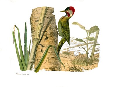 Naturhistorisk bestyrelse: Zoologisk bestyrelse, der repræsenterer klatrere. Cayennes stribede top. Plade tegnet fra de ni bind om fugle i "" Works complete of Buffon""" skrevet af naturforsker Georges Louis Leclerc, greve af Buffon af Edouard Travies