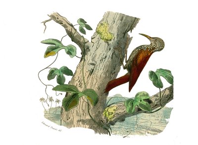 Naturhistorisk bestyrelse: Zoologisk bestyrelse, der repræsenterer klatrere. Klatretoppen. Plade tegnet fra de ni bind om fugle i "" Works complete of Buffon""" skrevet af naturforskeren Georges Louis Leclerc, greve af Buffon (1707-1788) mellem 1749 og 178 af Edouard Travies