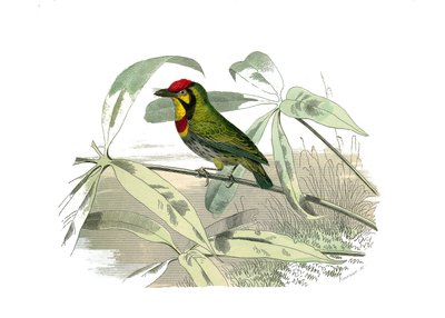 Naturhistorisk bestyrelse: Zoologisk bestyrelse, der repræsenterer klatrere. Den skæggede har en gul strube. Tallerken tegnet fra de ni bind om fugle i "" Works complete of Buffon""" skrevet af naturforsker Georges Louis Leclerc, greve af Buffon af Edouard Travies