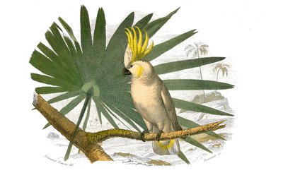 Naturhistorisk bestyrelse: Zoologisk bestyrelse, der repræsenterer klatrere. Kakatoerne har gul hupe. Plade tegnet fra de ni bind om fugle i "" Works complete of Buffon""" skrevet af naturforsker Georges Louis Leclerc, greve af Buffon (1707-1788) mellem 17 af Edouard Travies