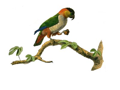 Natural History Board: Zoological board representing climbers. The maipouri. Plate drawn from the nine volumes on birds in “Works complete of Buffon” ”” written by naturalist Georges Louis Leclerc, Count of Buffondani af Edouard Travies