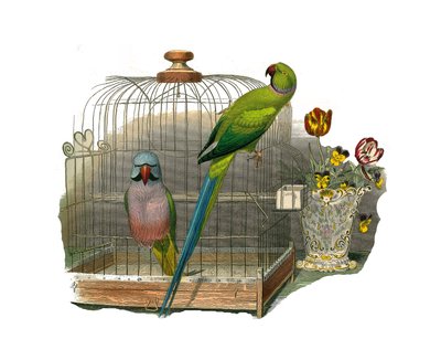 Naturhistorisk bestyrelse: Zoologisk bestyrelse, der repræsenterer klatrere. Parakitten har overskæg og parakitten har en pink halskæde. Tallerken tegnet fra de ni bind om fugle i "Works complete of Buffon" skrevet af naturforsker Georges Louis Leclerc, gr af Edouard Travies