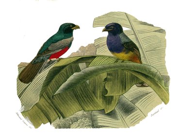 Naturhistorisk bestyrelse: Zoologisk bestyrelse, der repræsenterer klatrere. Den røde mave og den gule mave. Tavle tegnet fra de ni bind om fugle i "" Works complete of Buffon""" skrevet af naturforsker Georges Louis Leclerc, greve af Buffon (1707-1788) me af Edouard Travies