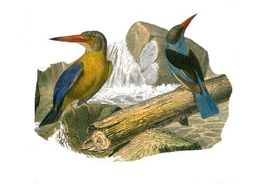 Natural History Board: Zoologisk tavle, der repræsenterer syndactyl spurvefugle (har to eller flere sodavandsfingre sammen). Stornæbbet og gråhovedet isfugl. Tallerken tegnet fra de ni bind om fugle i "" Works complete of Buffon""" skrevet af naturforsker af Edouard Travies