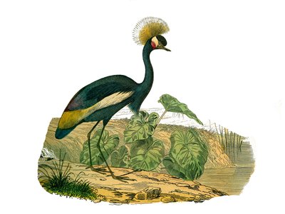 Natural History Board: Zoological board representing waterbirds and cultrirostrous wadersdani af Edouard Travies