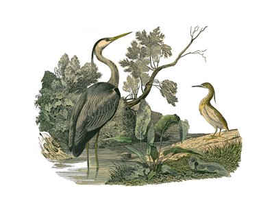 Naturhistorisk nævn: Zoologisk nævn, der repræsenterer vandfugle og kultrige vadefugle (med store, lange og stærke næb): hejre og krabbe. Tallerken tegnet fra de ni bind om fugle i "" Works complete of Buffon""" skrevet af naturforsker Georges Louis af Edouard Travies