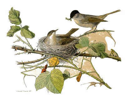Naturhistorisk plade: Zoologisk tavle, der repræsenterer dentirostroøse spurvefugle (med echancre). Sorthovedhøgen (rede og larve at spise). Tallerken tegnet fra de ni bind om fugle i "" Works complete of Buffon""" skrevet af naturforsker Georges Lou af Edouard Travies