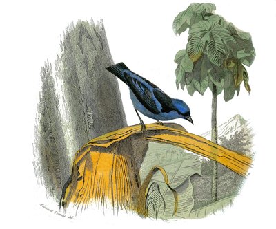 Naturhistorisk plade: Zoologisk tavle, der repræsenterer dentirostroøse spurvefugle (med echancre). Den blå pitpit. Tavle tegnet fra de ni bind om fugle i "" Works complete of Buffon""" skrevet af naturforskeren Georges Louis Leclerc, greve af Buffon (1707 af Edouard Travies