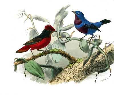 Naturhistorisk plade: Zoologisk tavle, der repræsenterer dentirostroøse spurvefugle (med echancre). Ouetten og den blå snor. Tavle tegnet fra de ni bind om fugle i "" Works complete of Buffon""" skrevet af naturforsker Georges Louis Leclerc, greve af af Edouard Travies