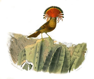 Naturhistorisk plade: Zoologisk tavle, der repræsenterer dentirostroøse spurvefugle (med echancre). Kongen af fluer. Tavle tegnet fra de ni bind om fugle i "" Works complete of Buffon""" skrevet af naturforsker Georges Louis Leclerc, greve af Buffon (1707- af Edouard Travies