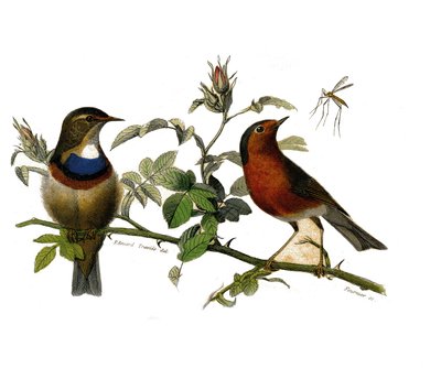 Natural History Plate: Zoological board representing dentirostrous passerinesdani af Edouard Travies