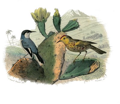 Naturhistorisk plade: Zoologisk tavle, der repræsenterer dentirøs spurvefugle af Edouard Travies