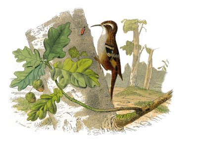 Naturhistorisk plade: Zoologisk tavle, der repræsenterer dentirøs spurvefugle af Edouard Travies