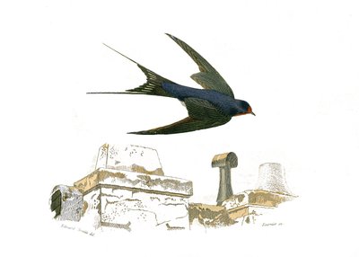 Naturhistorisk plade: Zoologisk tavle, der repræsenterer de fissirøse gangbroer af Edouard Travies