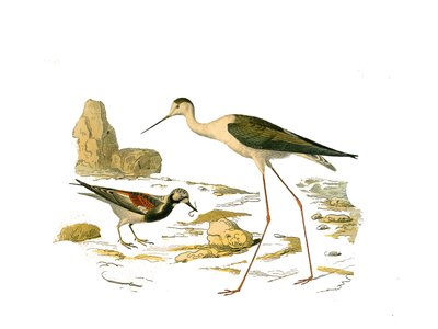 Naturhistorisk plade: Zoologisk tavle, der repræsenterer de langstrakte vadefugle (med en lang og mager næb): stendrejningen (drejeskiven) og skolden. Plade tegnet fra de ni bind om fugle i "" Works complete of Buffon""" skrevet af naturforsker Geor af Edouard Travies