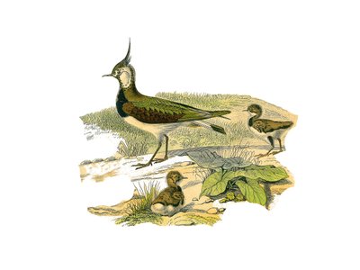 Naturhistorisk plade: Zoologisk tavle, der repræsenterer de langstrakte vadefugle (med lange og magre næb): lammet og dets unger. Tallerken tegnet fra de ni bind om fugle i "" Works complete of Buffon""" skrevet af naturforsker Georges Louis Leclerc, Coun af Edouard Travies