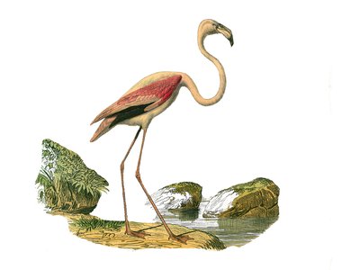 Naturhistorisk plade: Zoologisk tavle, der repræsenterer de langstrakte vadefugle (med en lang og mager næb): den lyserøde flamingo. Tavle tegnet fra de ni bind om fugle i "" Works complete of Buffon""" skrevet af naturforsker Georges Louis Leclerc, greve  af Edouard Travies